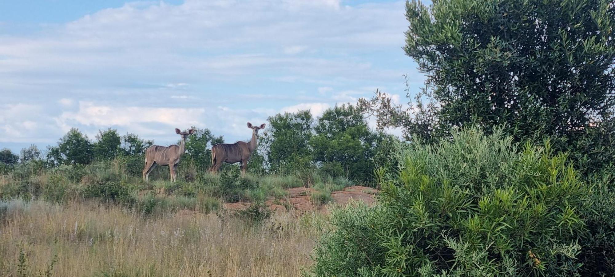 Villa Kareekloof Game Farm Derby Exterior foto